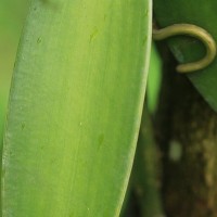 Vanilla planifolia Andrews